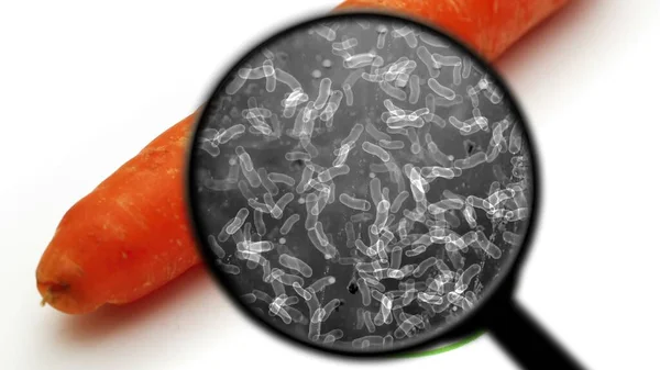 Поиск Бактерий Овощах — стоковое фото