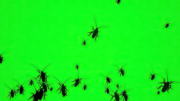 Bugs Sur Silhouette Écran Vert — Photo