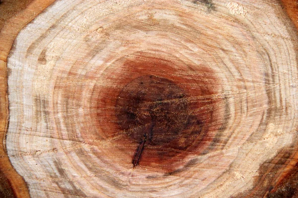 Textura de madeira — Fotografia de Stock