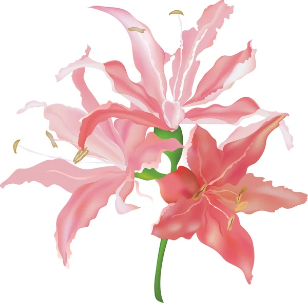 Διάνυσμα ροζ lilly — Διανυσματικό Αρχείο