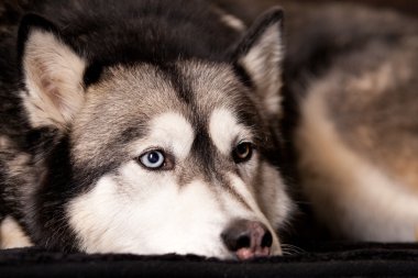 bırakmasını malamut arasındaki husky köpek crossbreed