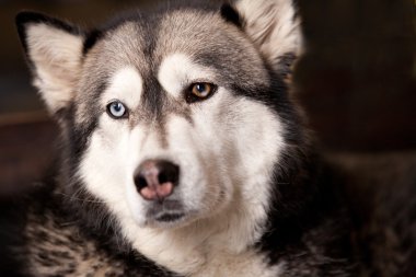 köpek dış yapraklar ve tekerlekli seyir malamut arasında crossbreed
