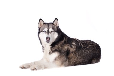 Sana bakarken malamut arasındaki husky köpek crossbreed