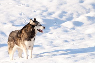 Huskey malamut kar dolu bir alanda crossbreed
