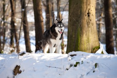 Huskey malamut tetikte kar crossbreed