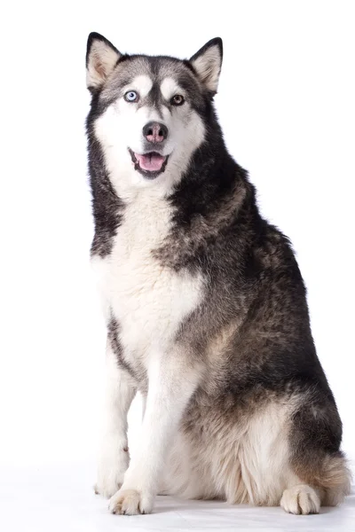 Crossbreed cão entre husky e malamut prestando atenção — Fotografia de Stock