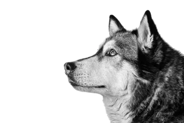 Korsningen hund mellan husky och malamut uppmärksam — Stockfoto