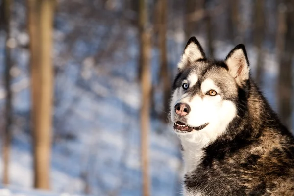 Crossbreed Huskey Malamut in the snow looking behind — Stock Photo, Image