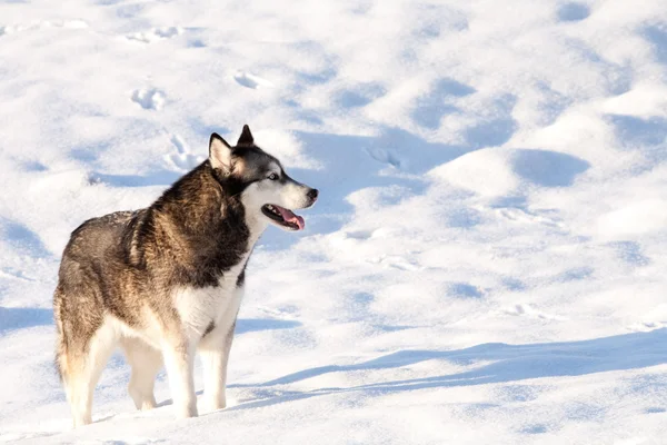 Crossbreed Huskey Malamut in a field of snow — Stock Photo, Image