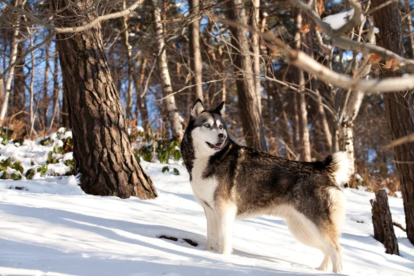 Crossbreed Huskey Malamut in the snow paying attention — Stock Photo, Image