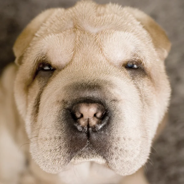 Potret anak anjing yang menyedihkan — Stok Foto