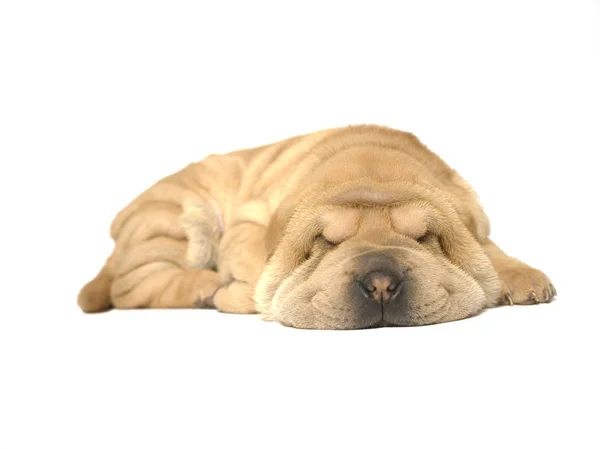 睡着的沙皮狗 — 图库照片