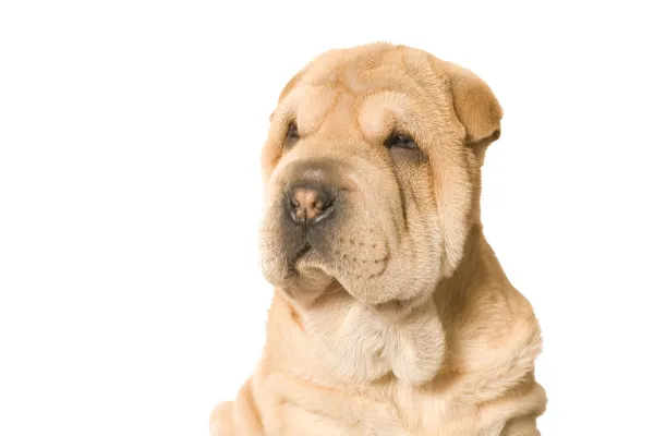 Mirando cachorro sharpei — Foto de Stock