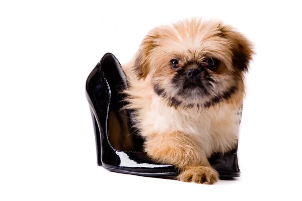 Pekingese dog with pumps — Stock Photo, Image