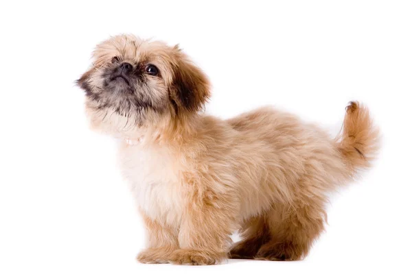 Asking pekingese dog — Stock Photo, Image