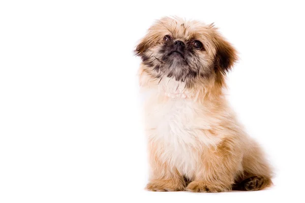 Pekingese köpek oturuyor — Stok fotoğraf