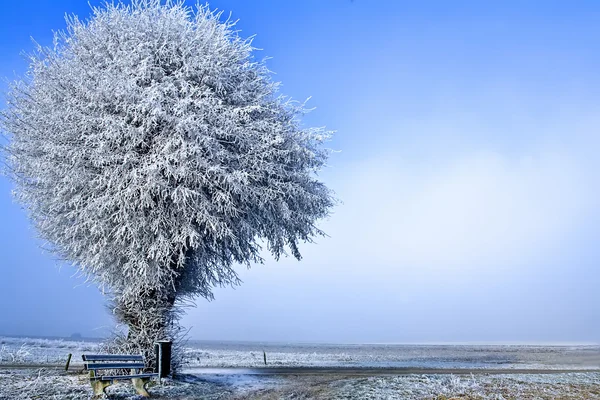 Paisaje invernal un solo árbol — Foto de Stock