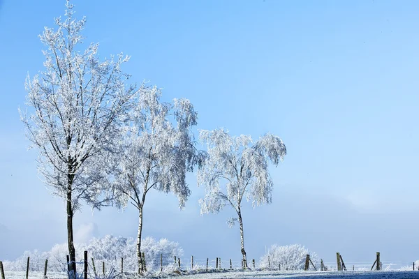 Paisaje invernal tres árboles altos llenos de hielo — Foto de Stock
