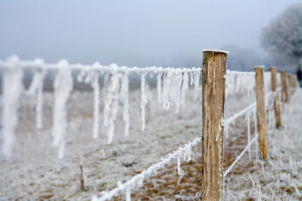 Зимовий пейзаж колючий дріт повний льоду — стокове фото