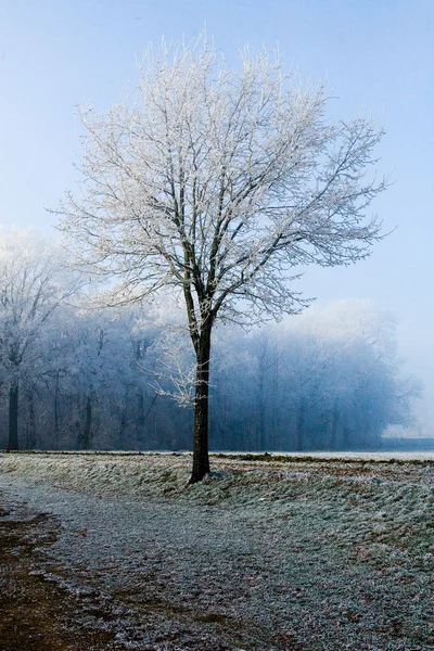 Winterlandschaft einzelner Baum am Waldrand — Stockfoto