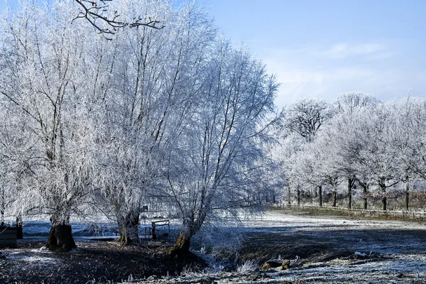 Winter landscape trees at a maedow — Stock Photo, Image