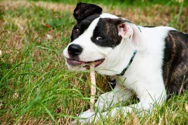 çiğneme için onun sopa ile köpek