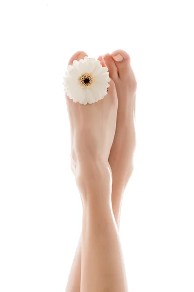 Biała gerbera stopy — Zdjęcie stockowe