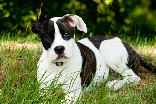 Obedience dog — Stock Photo, Image