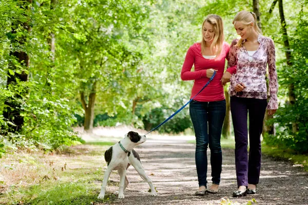 Caminhando com o cão — Fotografia de Stock