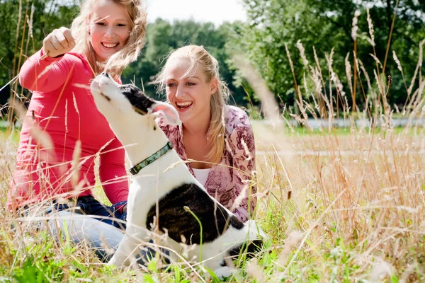 Playing with the dog in the sun — Stock Photo, Image