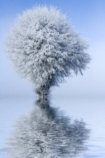 Winter landscape single tree and bench — Stock Photo, Image