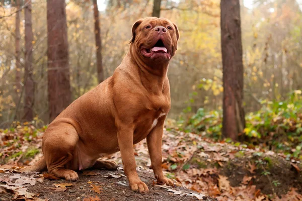 Портрет собаки — стоковое фото