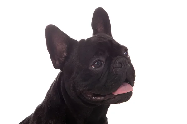 Cão preto feliz — Fotografia de Stock