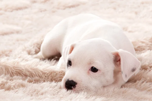 Cachorro consigue dormir un poco —  Fotos de Stock