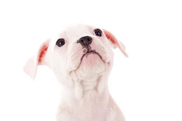 Mi cara de perro — Foto de Stock