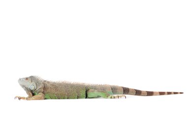 Isolated iguana clipart