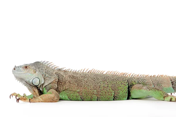 Iguana em branco — Fotografia de Stock