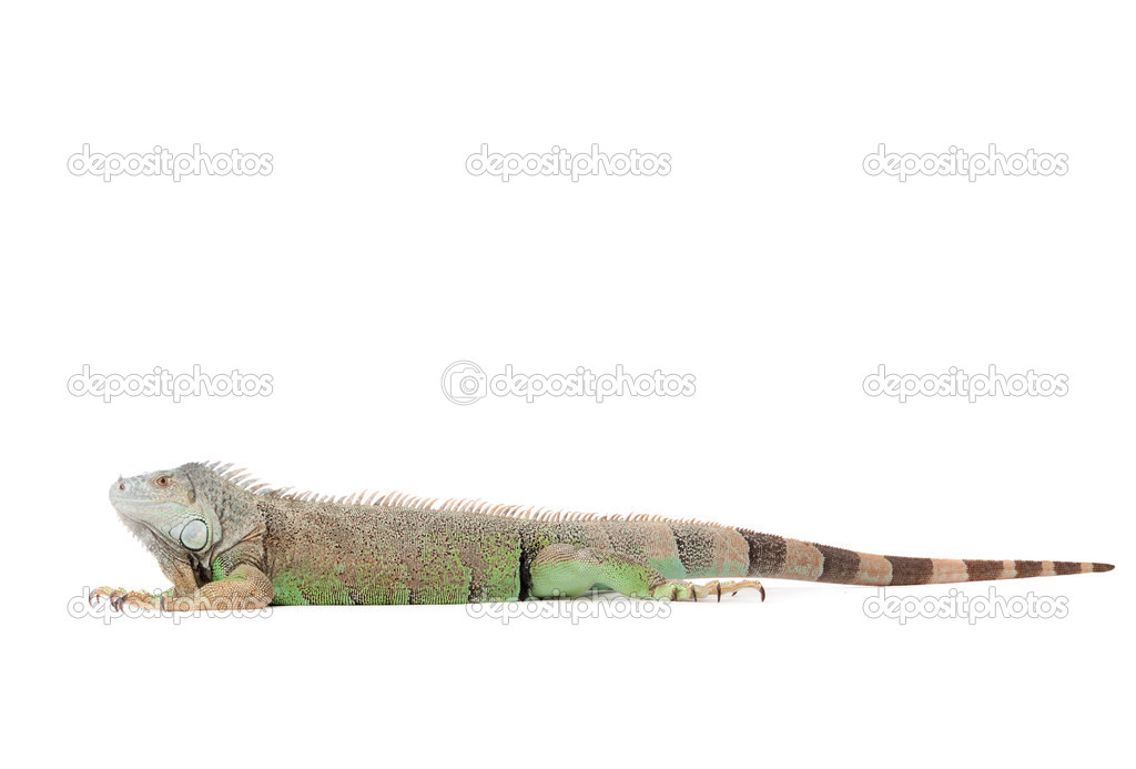 Isolated iguana