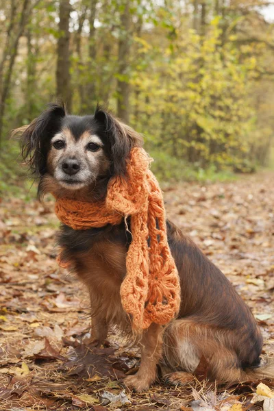 Waiting dog with a scarf in the forest — Stock Photo, Image