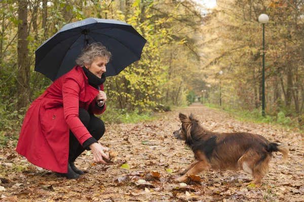 Playing with the dog — Stock Photo, Image