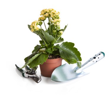 Close-Up Saksılı bitki ve Bahçe aletleri