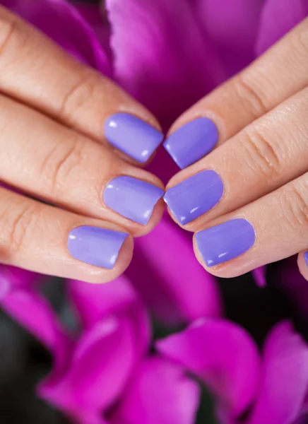 Gepflegte Fingernägel vor lila Blüten — Stockfoto