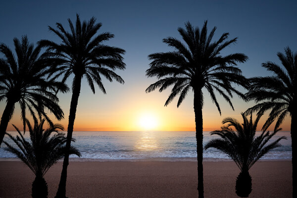 Palm tree silhouettes