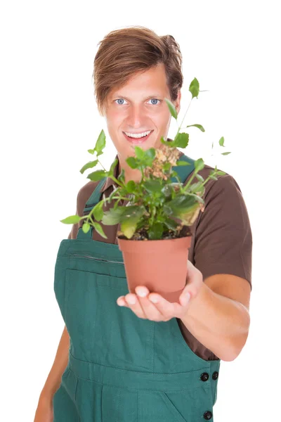 Jardinero masculino que sostiene la planta en maceta — Foto de Stock