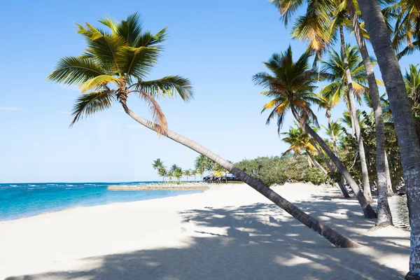 Huzurlu plajda palmiye ağaçları — Stok fotoğraf