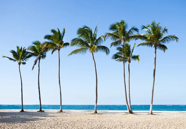 Palmy w spokojnej plaży — Zdjęcie stockowe