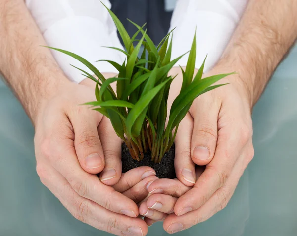 カップ状の手で植物を保持している実業家 — ストック写真