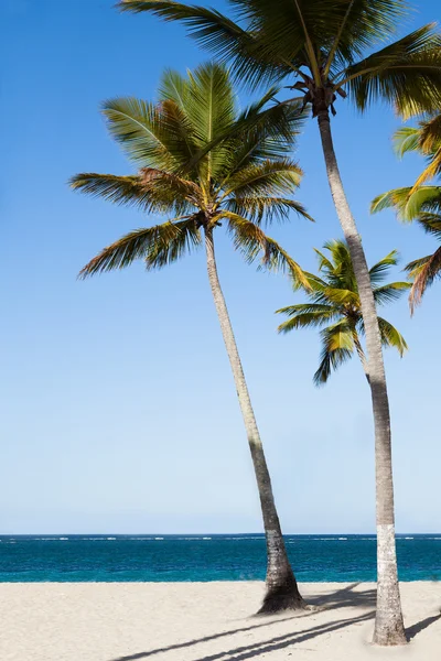 Palmbomen op rustige strand — Stockfoto