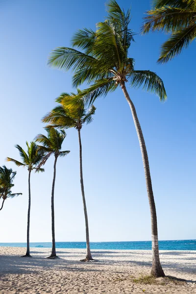 Palmiers à Tranquille Beach — Photo