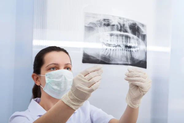 Женщина-дантист смотрит на Dental Xray — стоковое фото